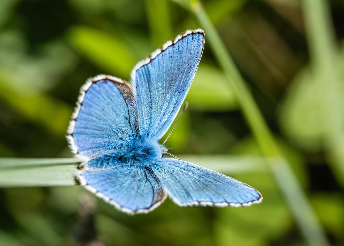 Planification de la conservation : Stratégies efficaces pour préserver notre biodiversité