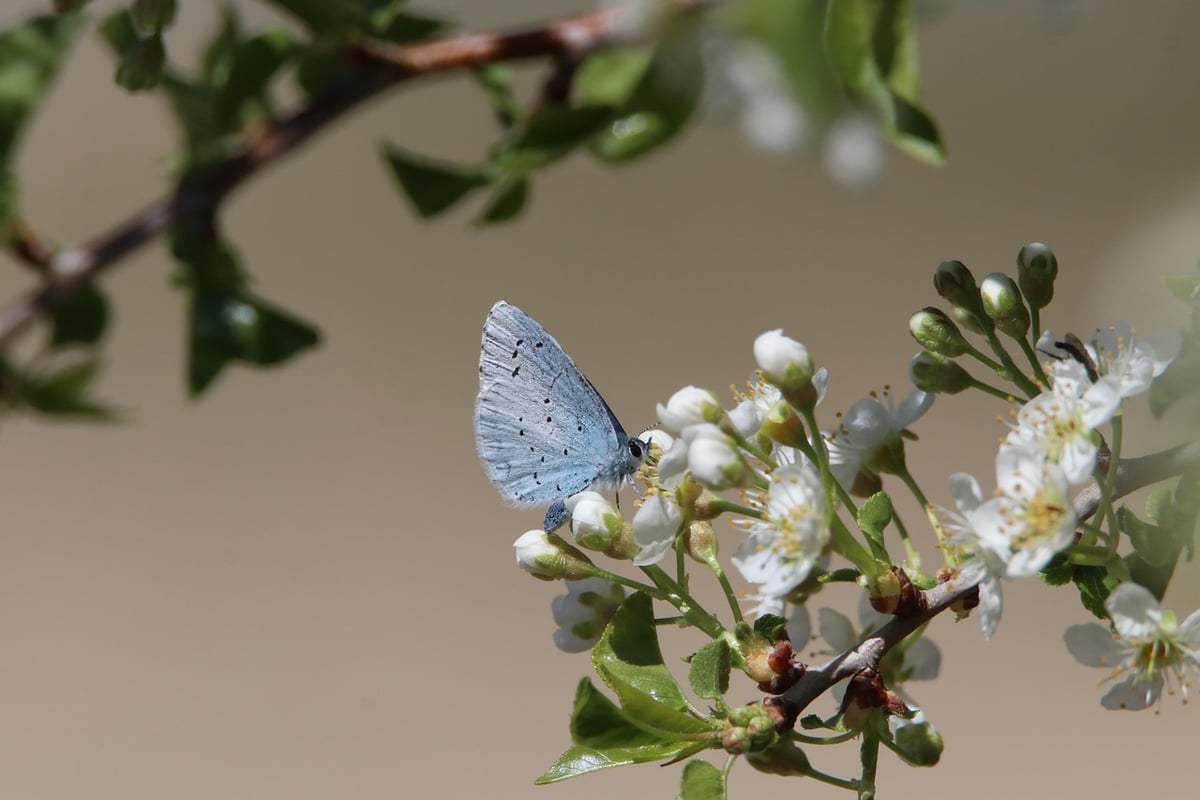 Conservation de la biodiversité : enjeux et solutions pour préserver notre planète