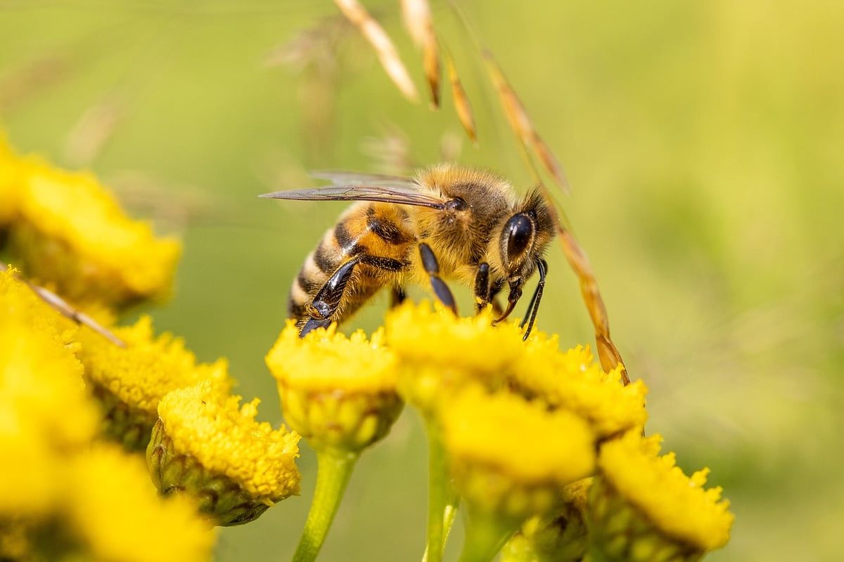 Valeur économique de la biodiversité : enjeux et opportunités pour l’avenir