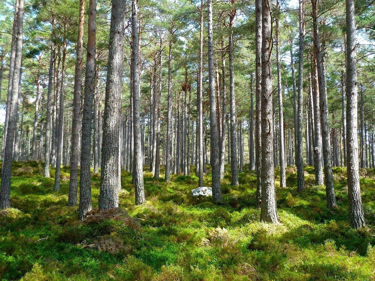 Ecologie comparative : comprendre les interactions entre les espèces et leur environnement