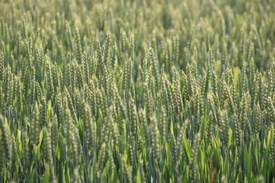 Cultures vivrières durables : Promouvoir l’agriculture responsable pour un avenir meilleur
