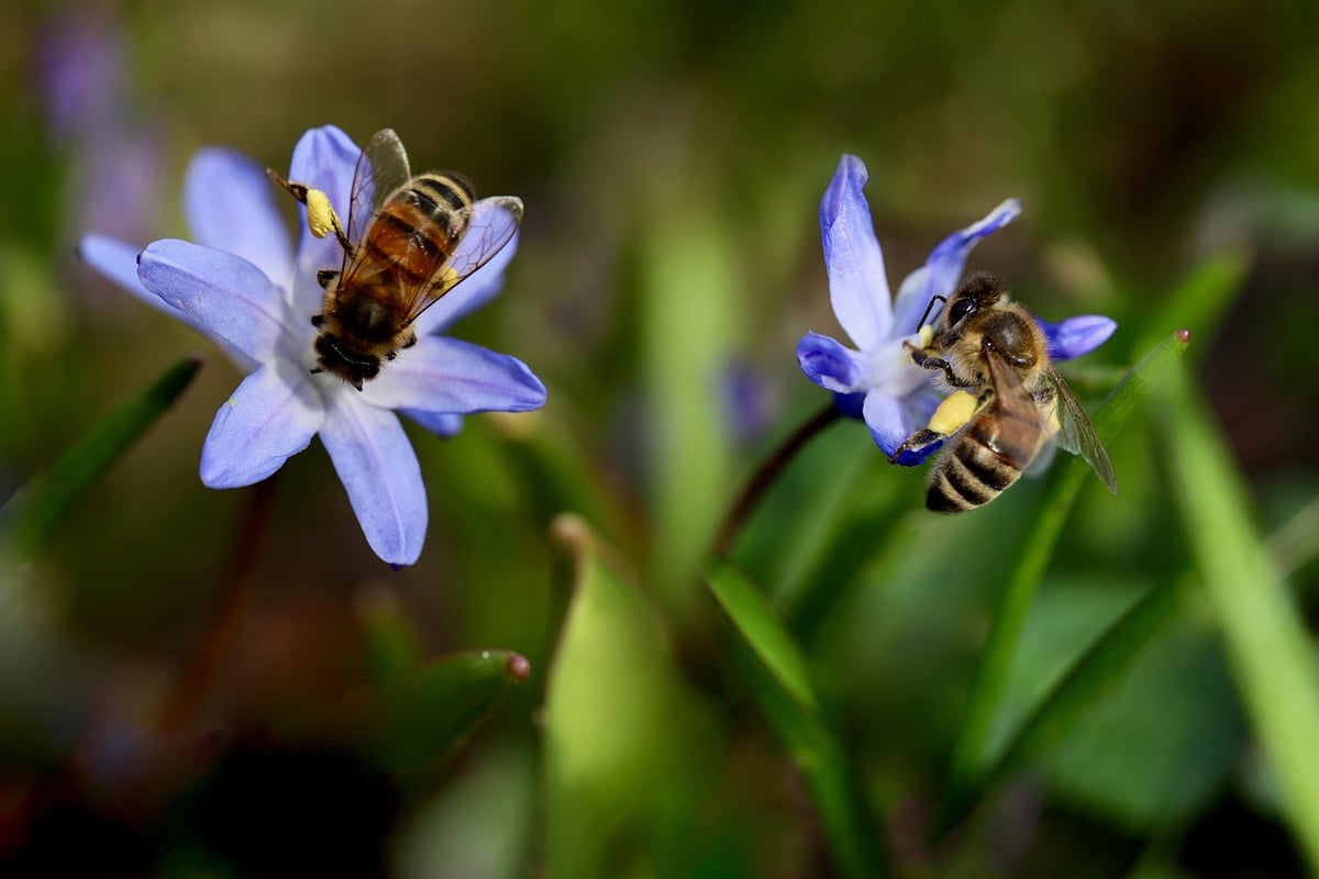 Biodiversité : pourquoi elle est essentielle pour notre planète