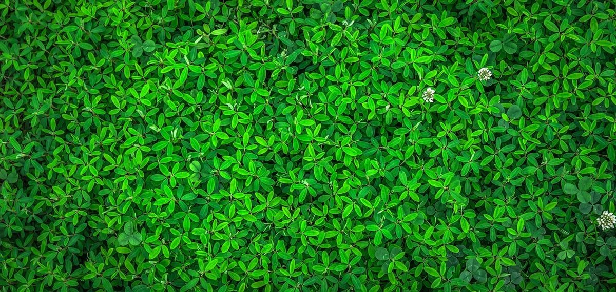 Produits ménagers écologiques : comment nettoyer votre maison sainement et efficacement