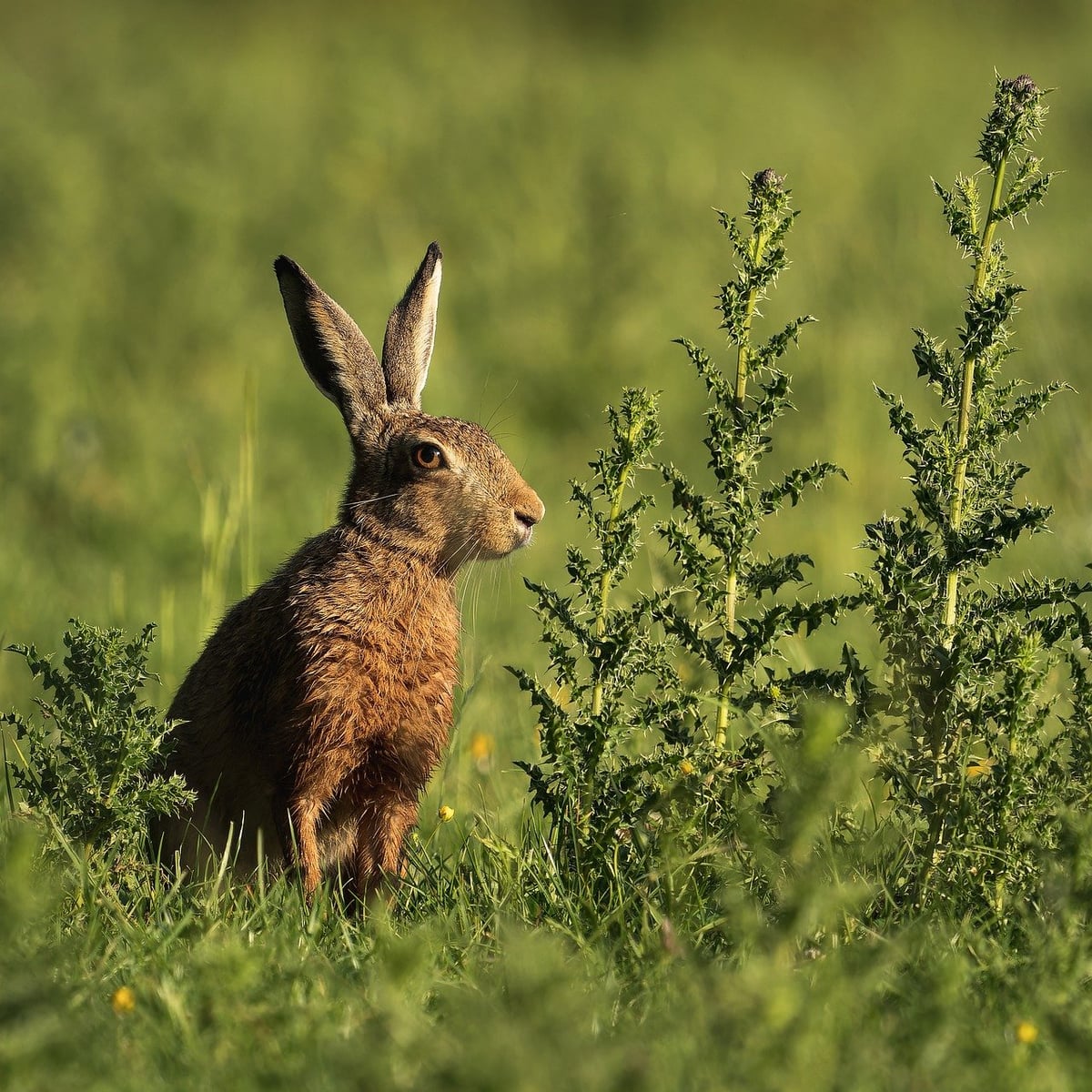 Contexte politique de la biodiversité : enjeux et perspectives pour l’avenir