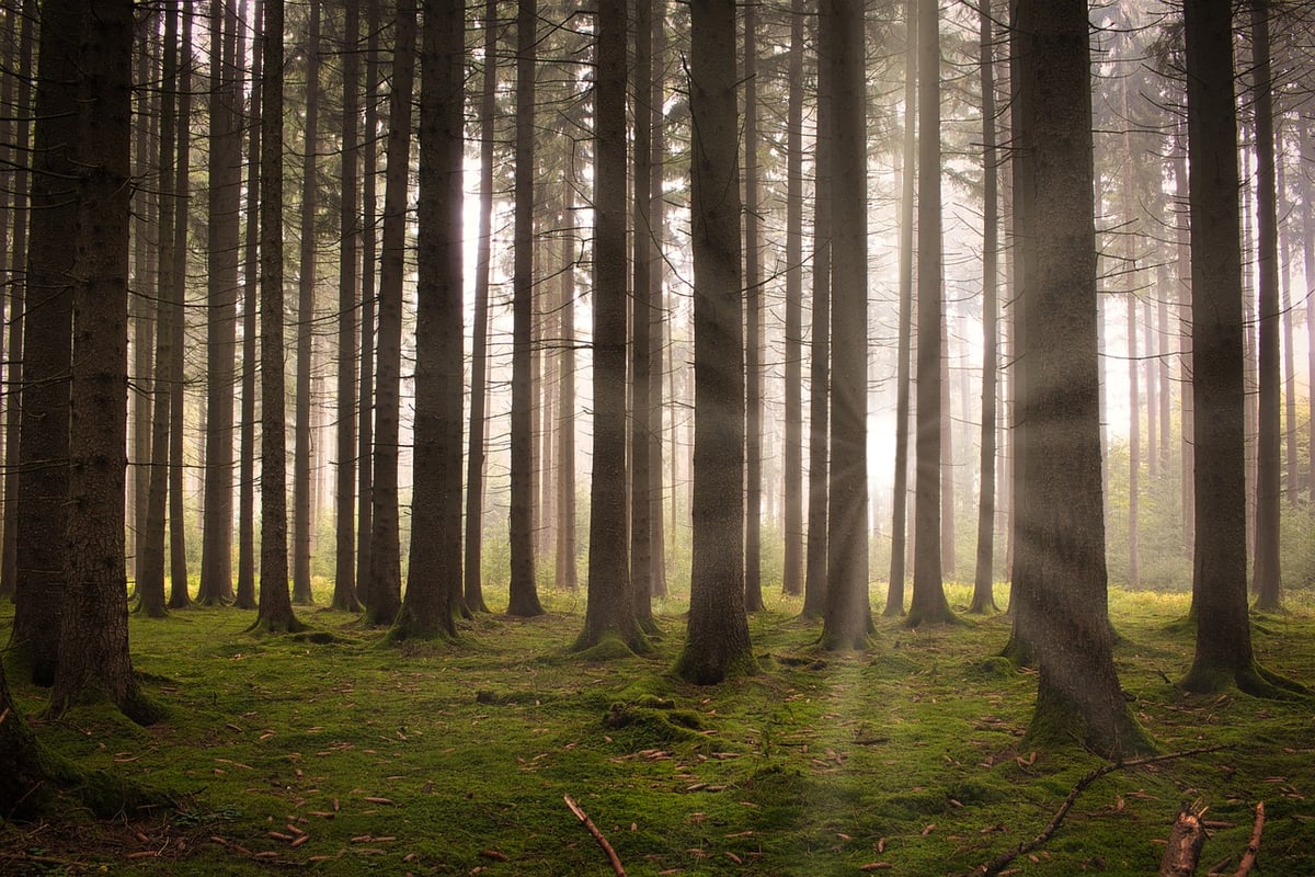 L’importance de l’écosystème forestier dans la lutte contre le changement climatique