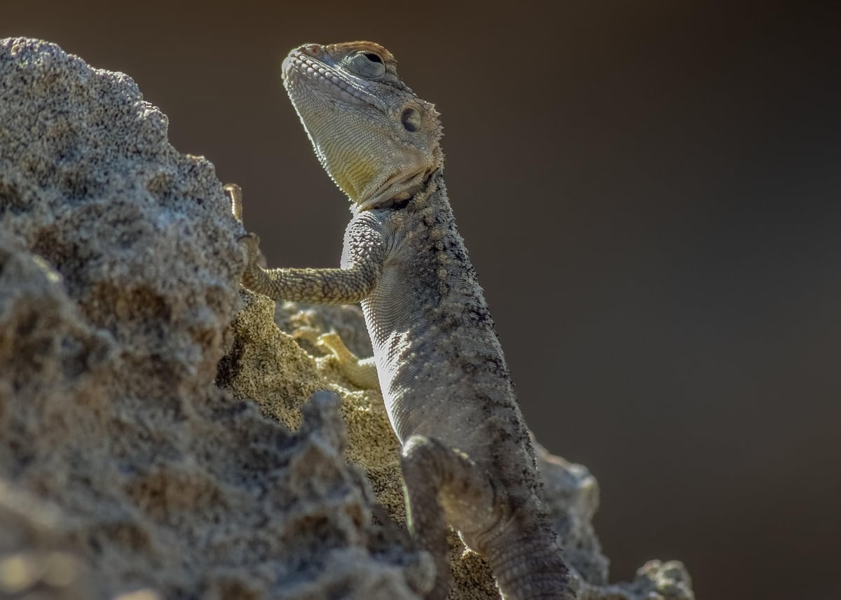 Adaptation climatique : Stratégies essentielles pour faire face aux défis environnementaux