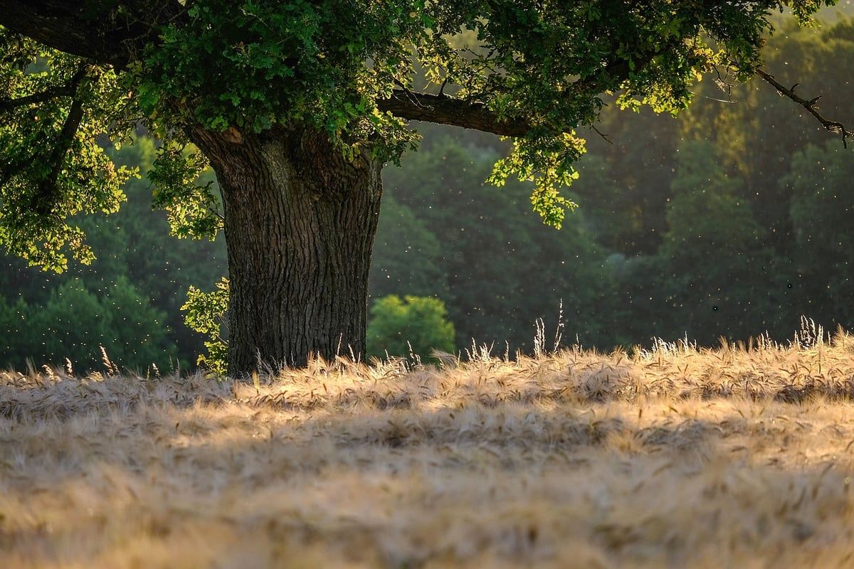 Le rôle des forêts dans la lutte contre le changement climatique
