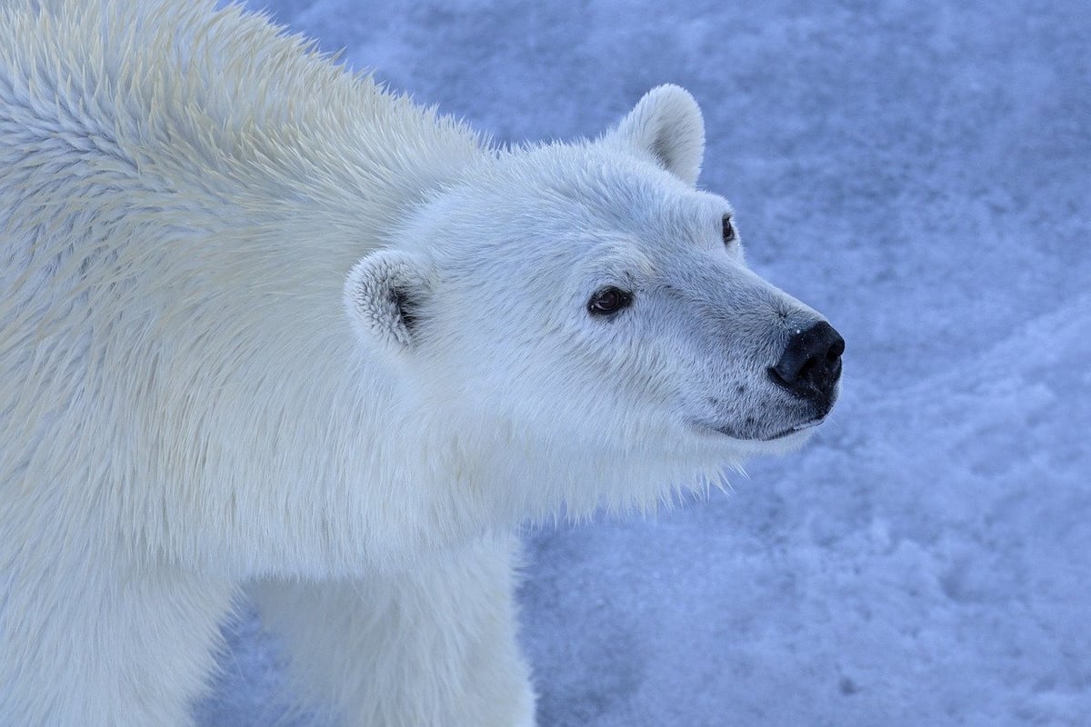 De la théorie à la pratique : initiatives de conservation