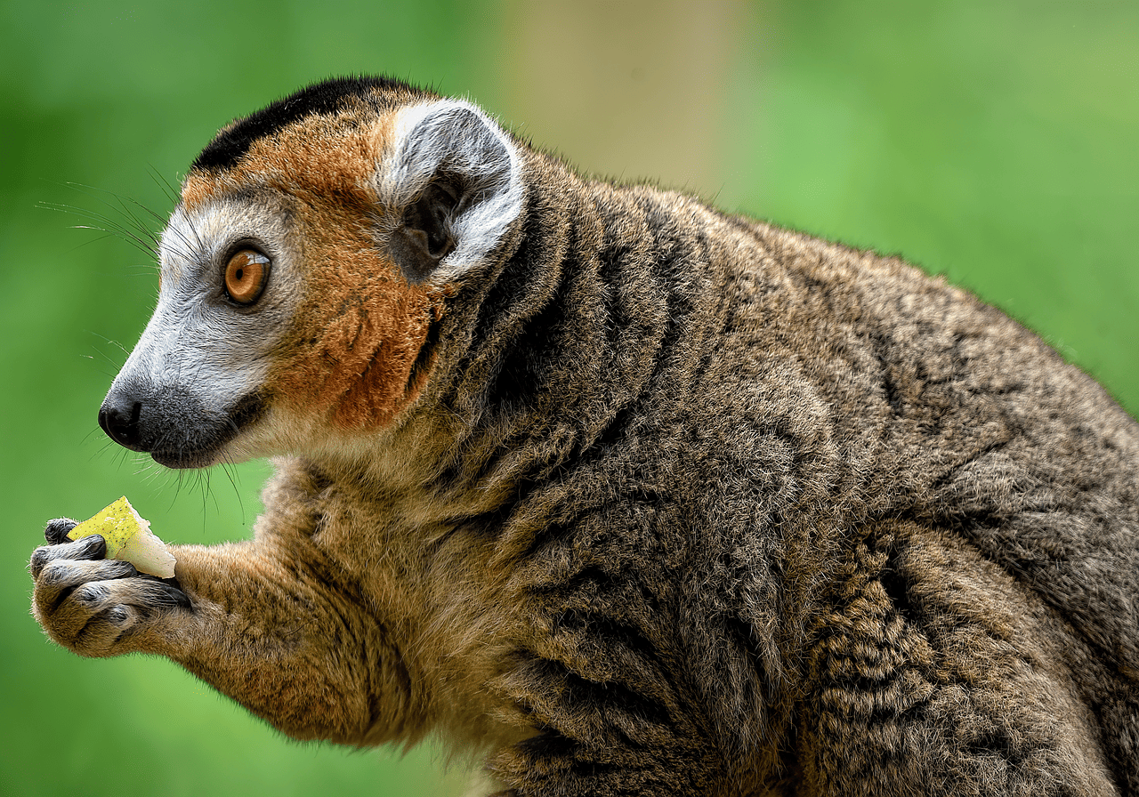 L’éthique de la conservation de la biodiversité