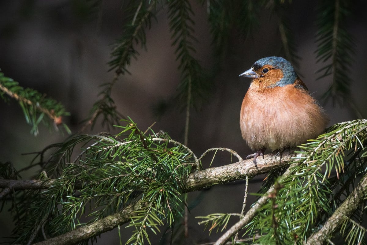 Les politiques de conservation des ressources naturelles