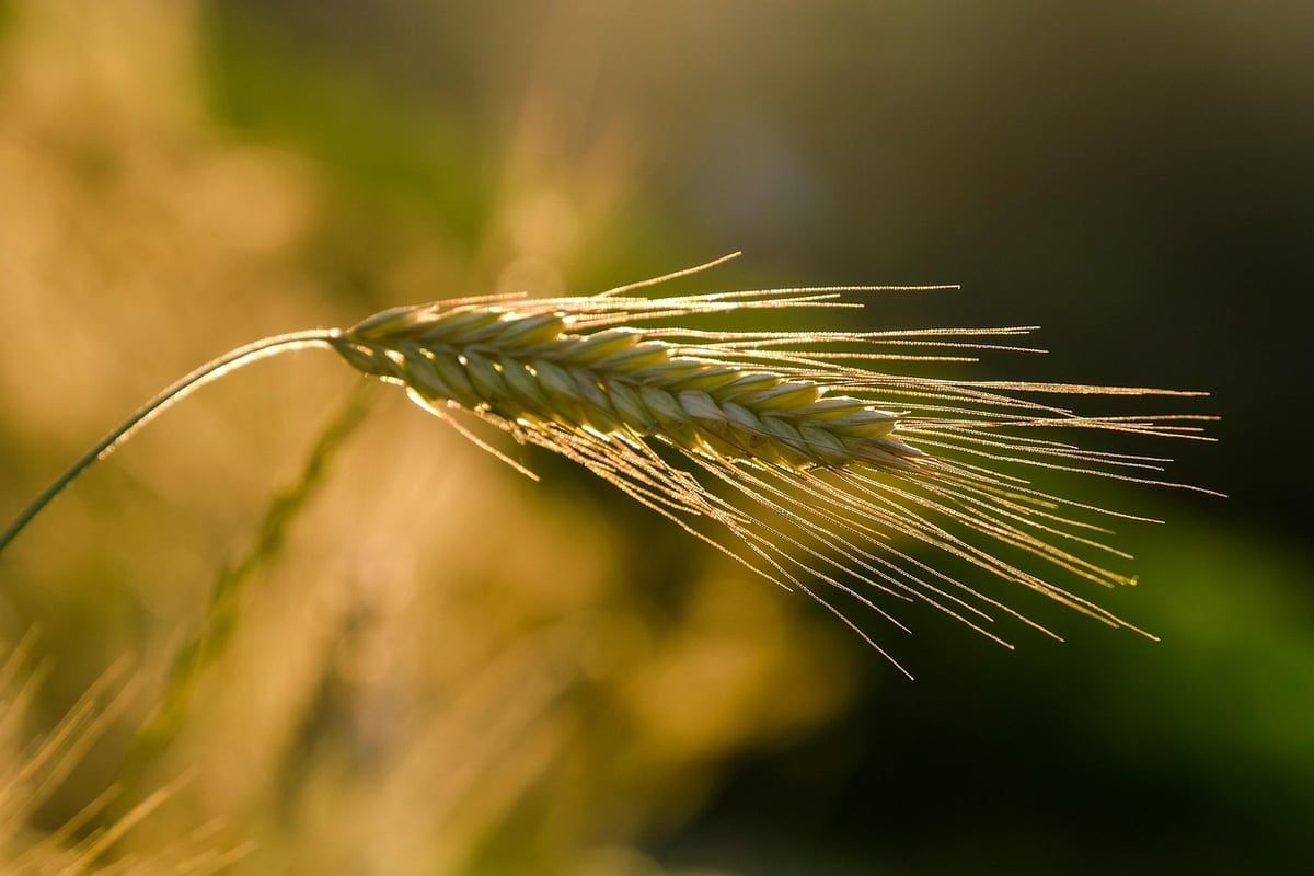 Agriculture durable : Vers une production alimentaire responsable et écologique