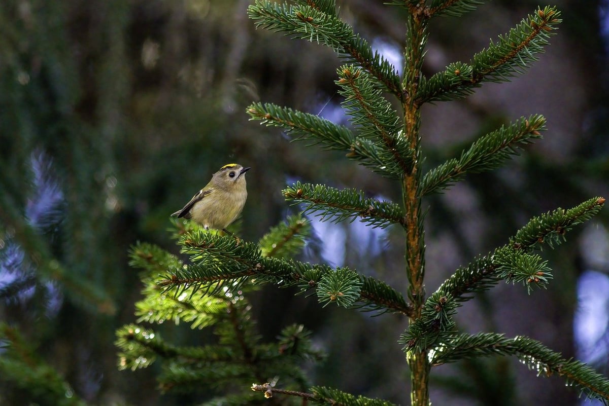 Préservation des habitats : Stratégies efficaces pour protéger notre biodiversité